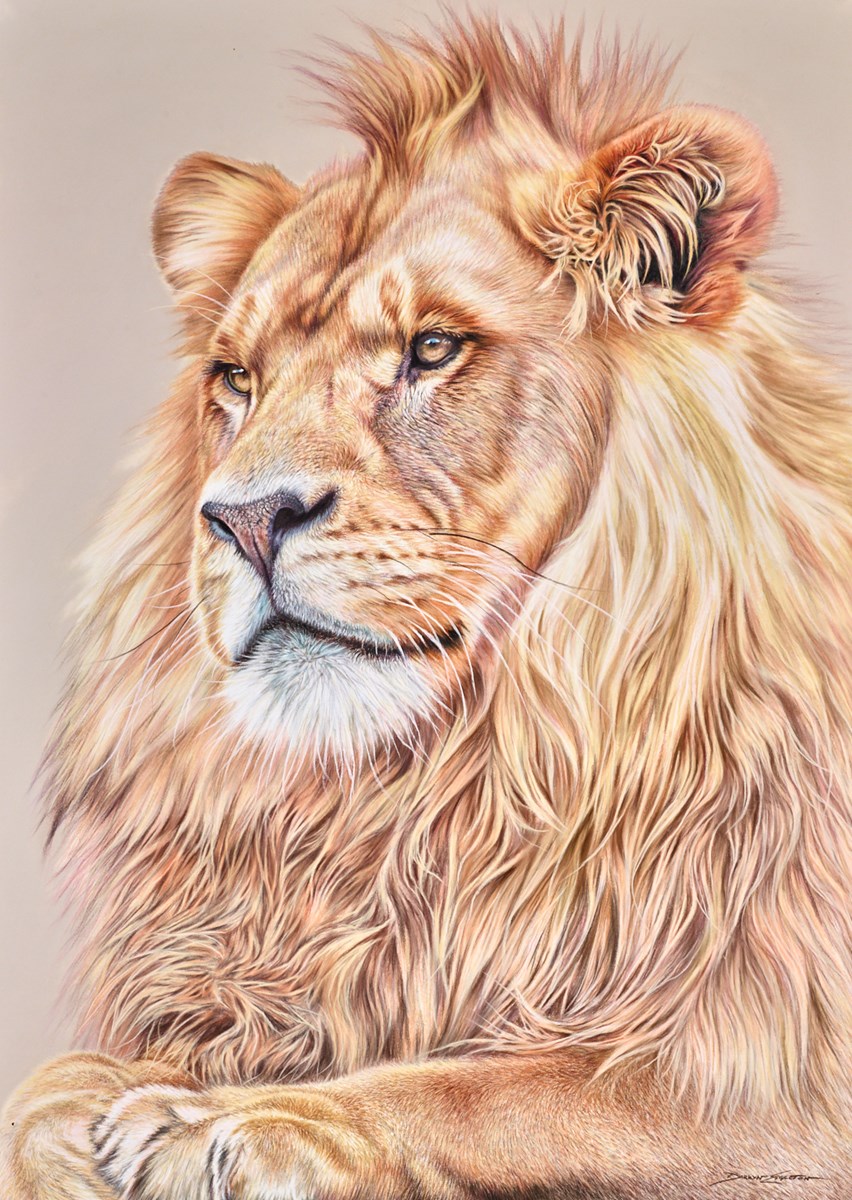 Lion Heart
